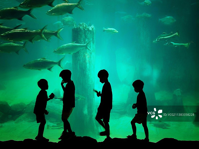 水族馆里的小精灵图片素材