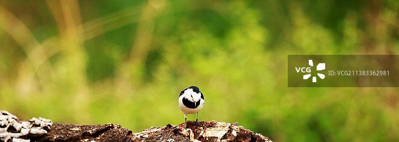 沂蒙山中小精灵（白鹡鸰、黄鹡鸰）图片素材