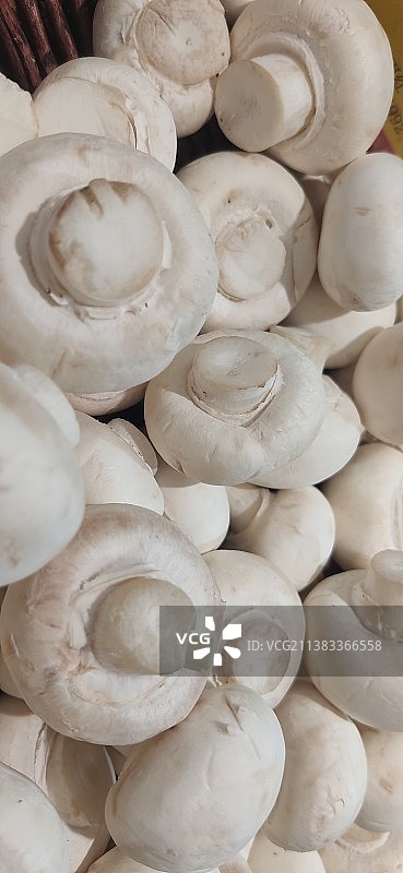 菌类 双孢菇图片素材