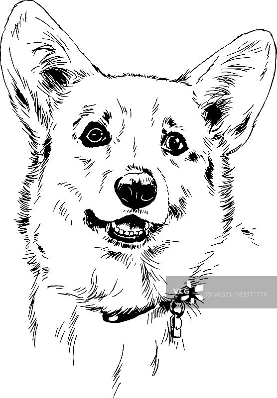 纯种柯基犬墨水手绘全身像图片素材