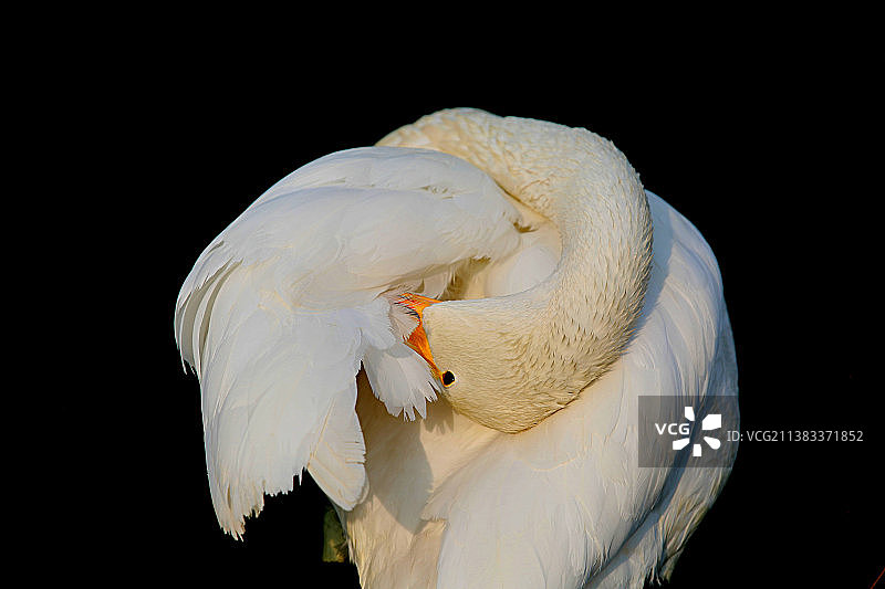 6L5A6629天鹅图片素材