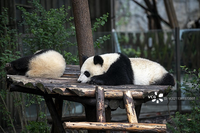 四川成都大熊猫基地野生动物呆萌可爱进食竹子图片素材