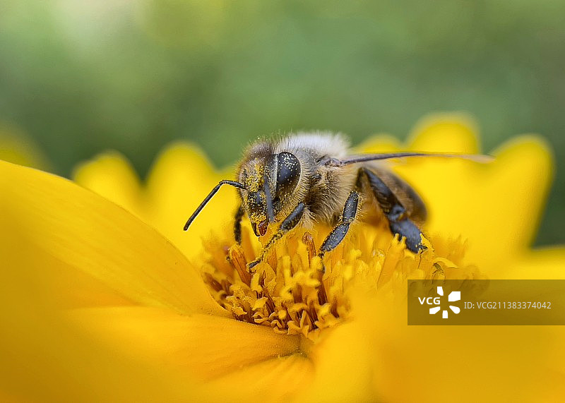 蜜蜂在黄花上的特写镜头图片素材