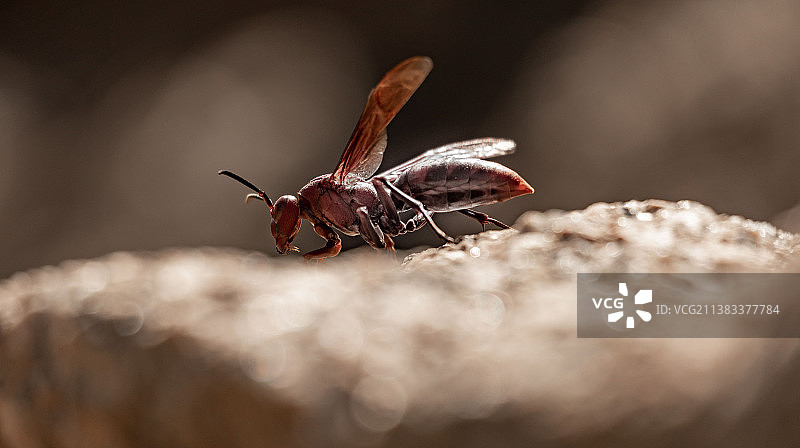 觅食的大黄蜂图片素材