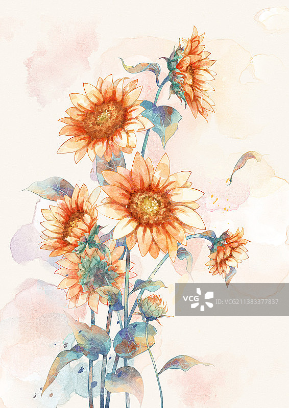 向日葵图片素材