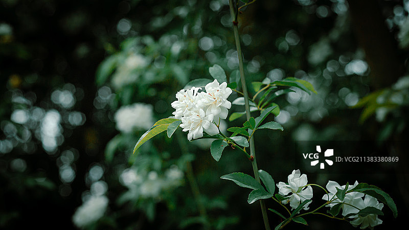 木香花图片素材