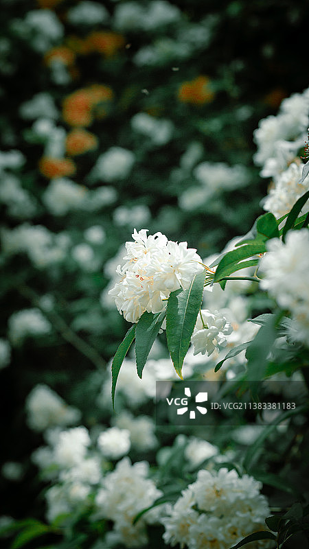 木香花图片素材