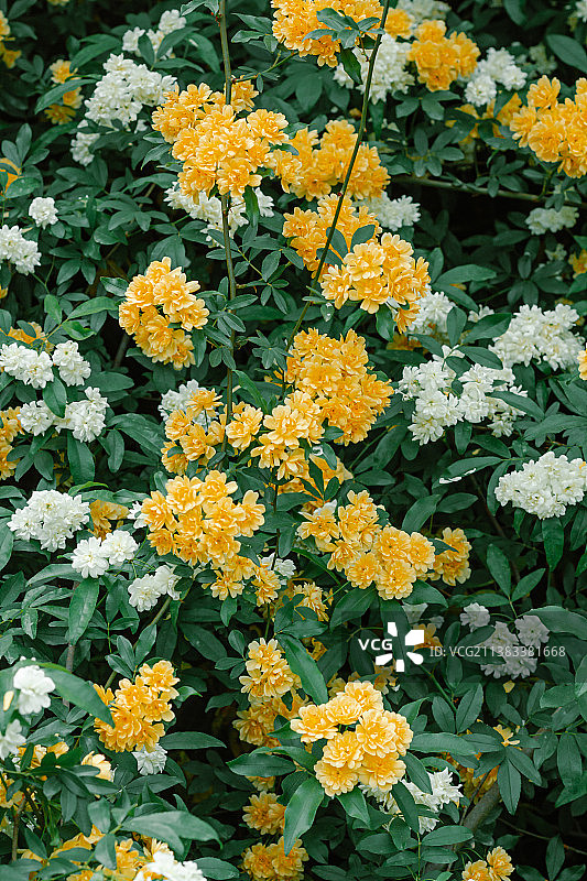 木香花图片素材