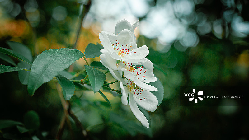 木香花图片素材