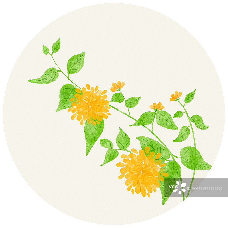中国风水彩水墨花草植物重瓣棣棠花插画，二十四节气花草插画，束优雅黄色绿色植物图纸盛开图鉴图片素材