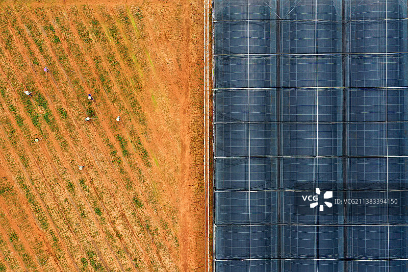 2022年5月18日，江西省宜春市上高县泗溪镇石菖蒲种源种植基地，村民正在给石菖蒲锄草。图片素材