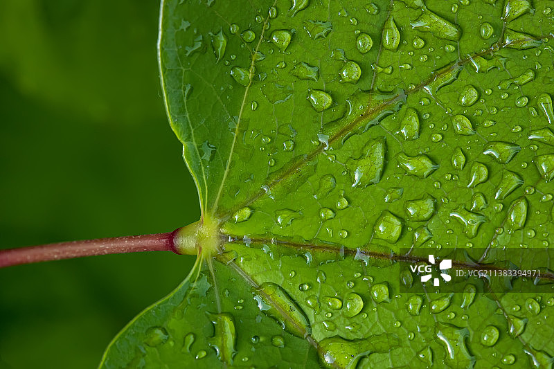 雨后的树叶Leaf图片素材
