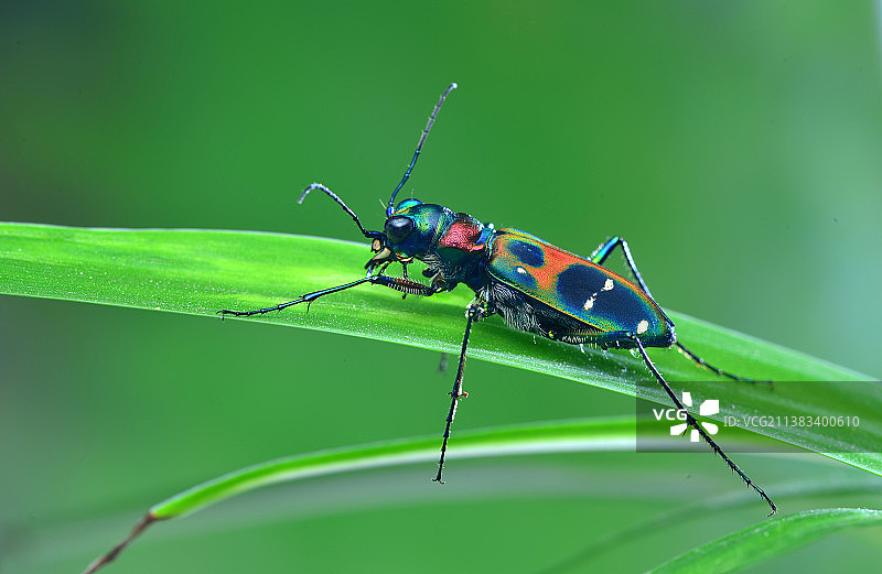 中华虎甲图片素材