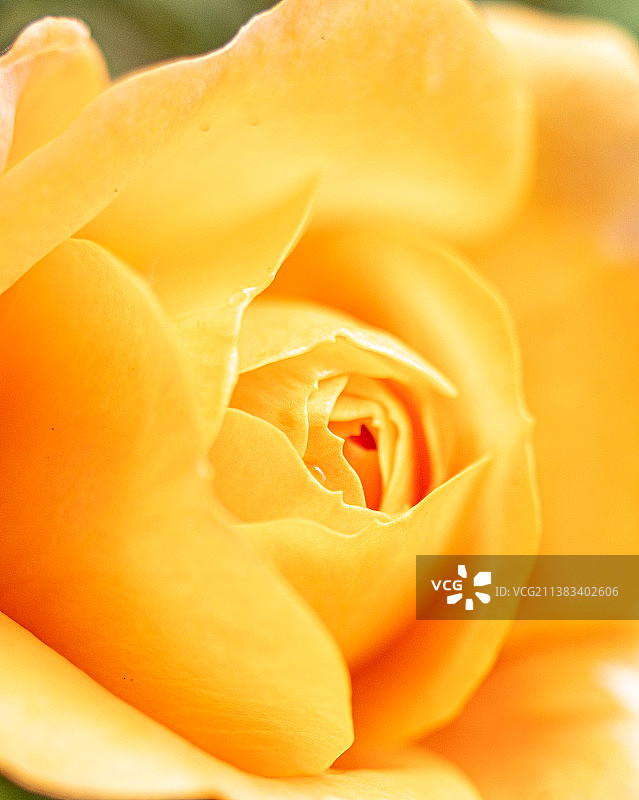 黄玫瑰图片素材