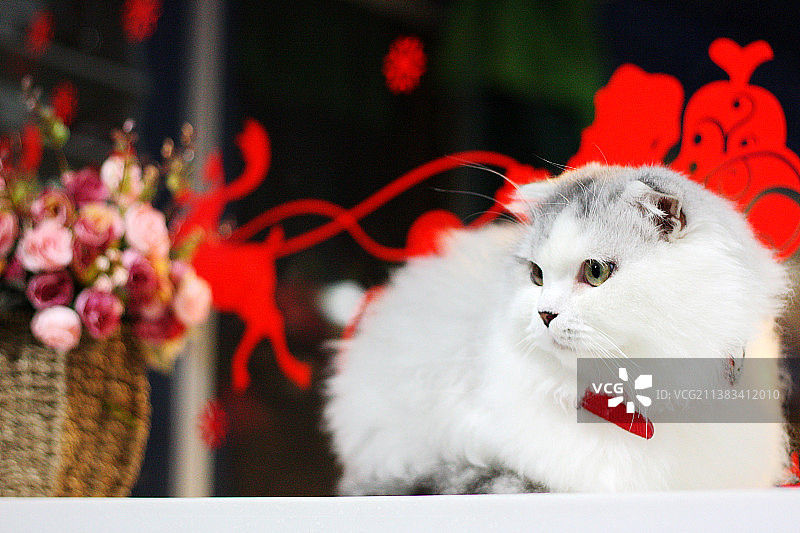 超萌喵星人图片素材