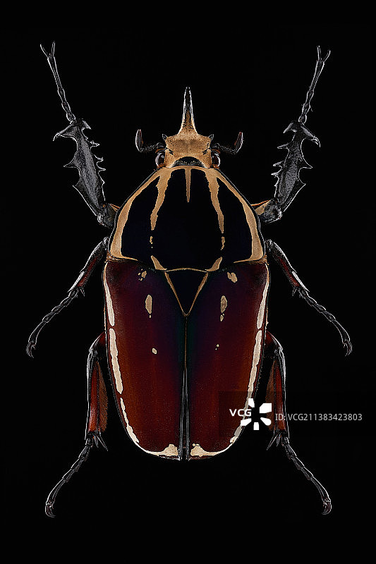 黑色背景下的昆虫特写镜头图片素材