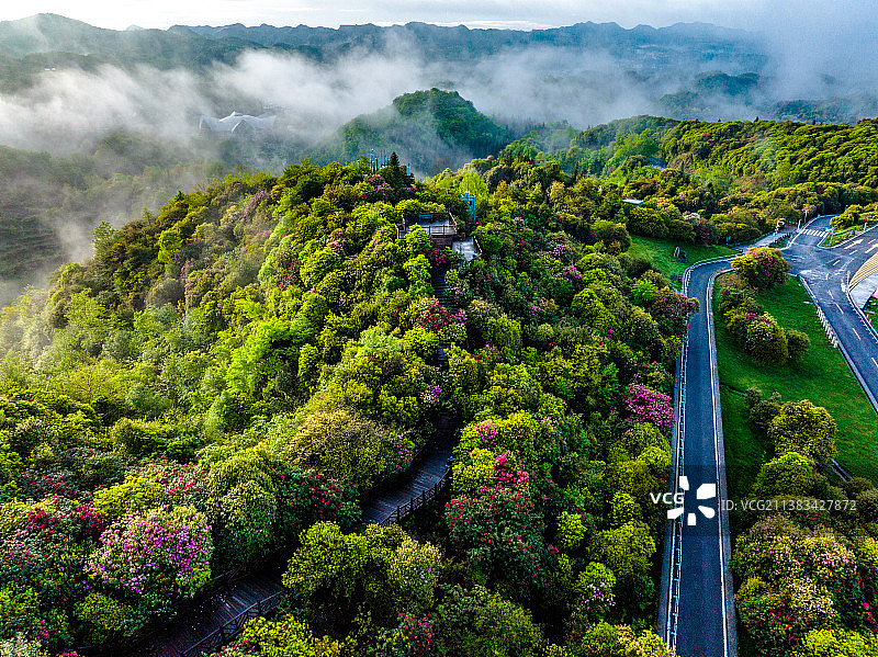 《贵州毕节百里杜鹃》图片素材