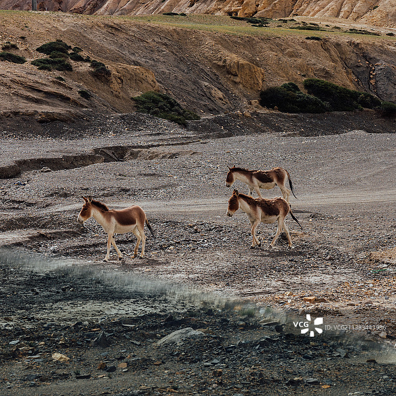 无人区的相遇图片素材