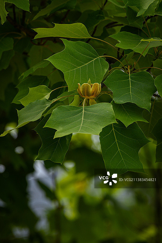 濒危植物——马褂木开花了图片素材