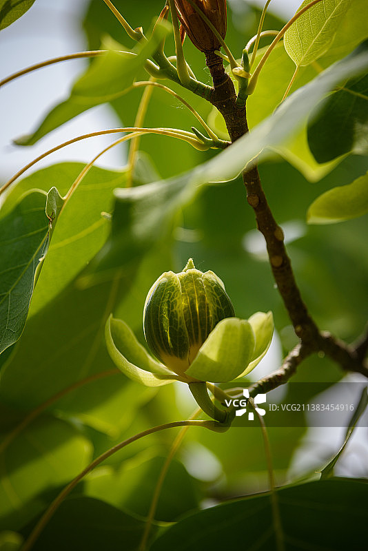 濒危植物——马褂木开花了图片素材