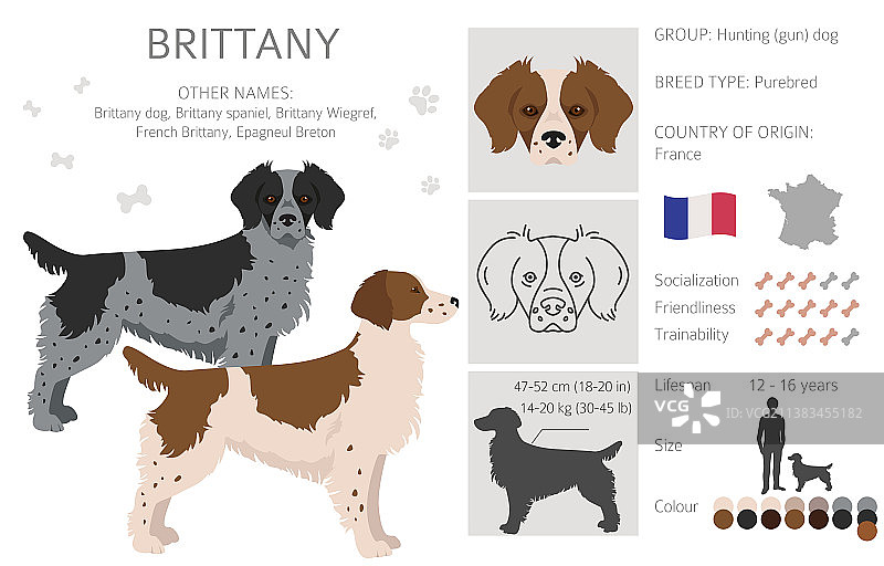 布列塔尼猎犬颜色品种剪贴画图片素材