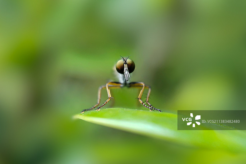 注视·虻图片素材