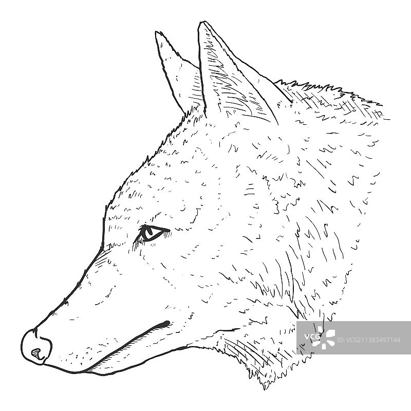 狼的头示意图图片素材