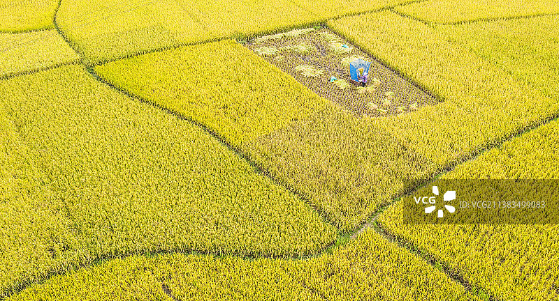 航拍泉州农田收获季节田园风光水稻稻田农村粮食经济图片素材