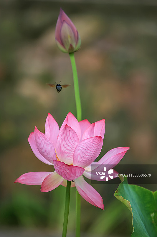 东湖荷花美——湖北省  武汉市   东湖图片素材