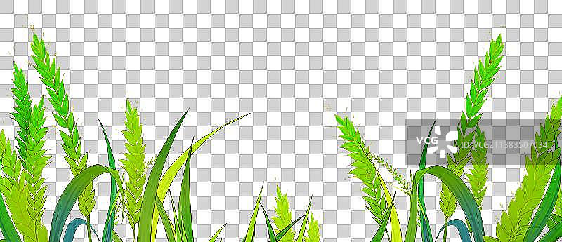 麦子新鲜绿色植物的特写镜头图片素材