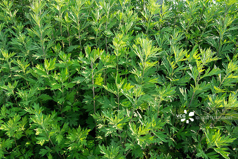 生长的艾草，新鲜艾叶图片素材