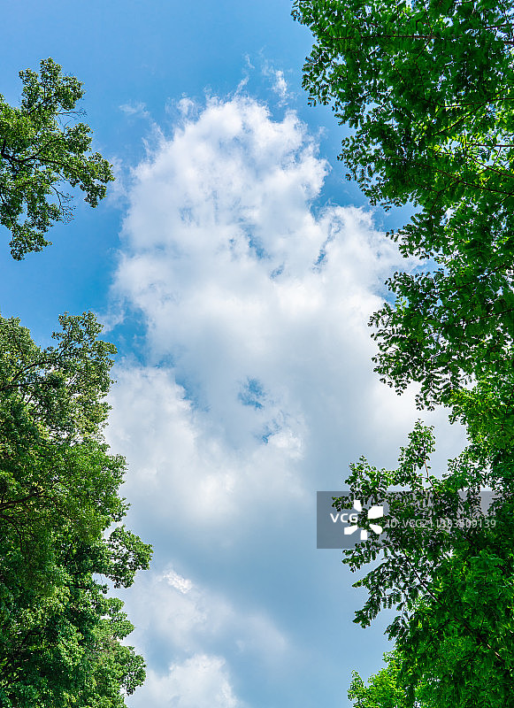 中国非都市风光拍摄主题，山东泰安药乡国家森林公园，绿色大树和蓝色的天空白云，户外白昼无人图像摄影图片素材