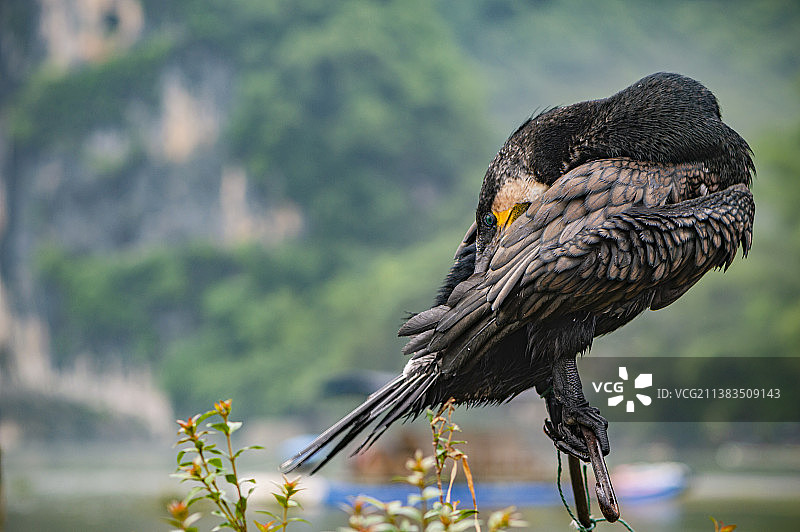 桂林鱼鹰图片素材