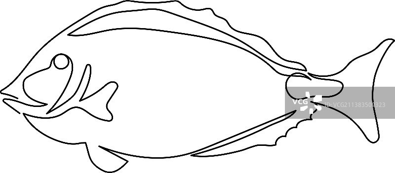 刺尾鱼科副刺尾鱼肝图片素材