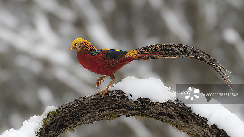 红腹颈鸡图片素材