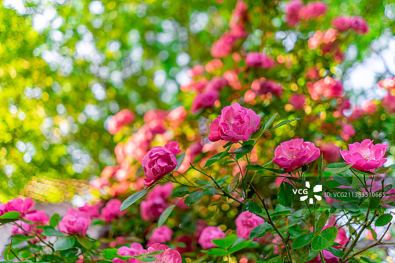 中国野生植物拍摄主题，绿化带园林里粉红色的红蔷薇花和盛开的花朵特写，户外无人图像摄影图片素材