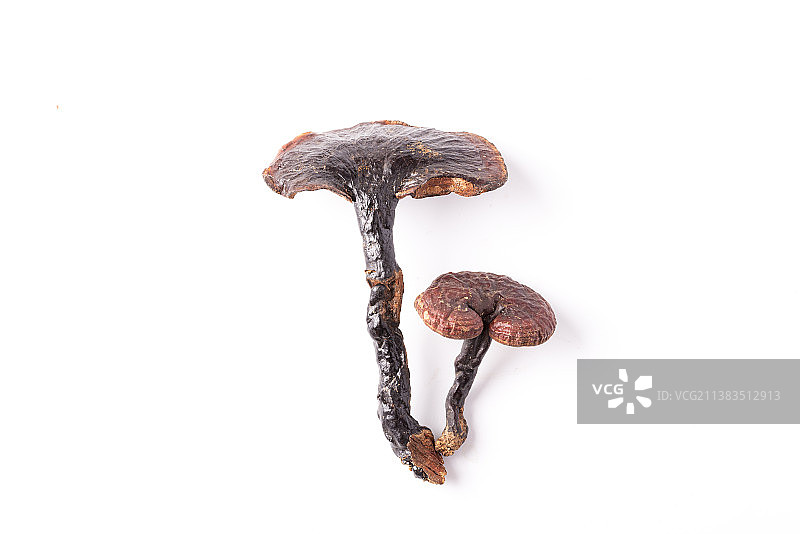白底上两枝中药材褐色灵芝特写图片素材