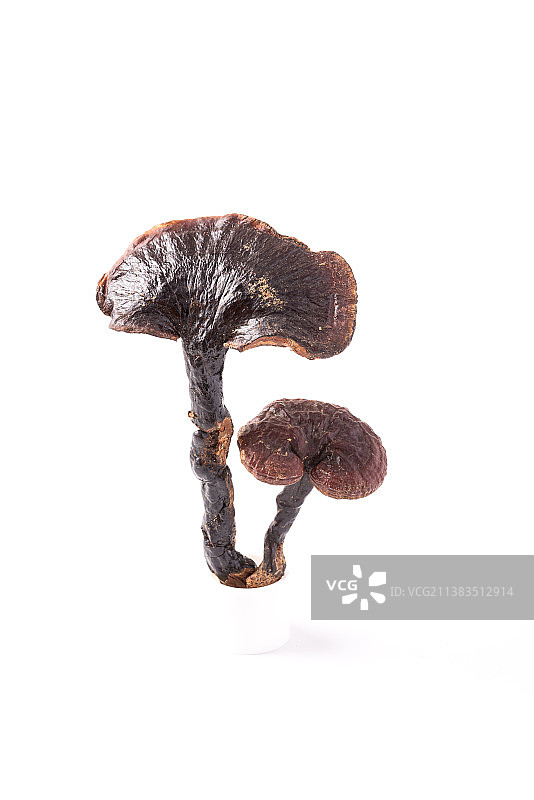 白底上两枝中药材褐色灵芝特写图片素材