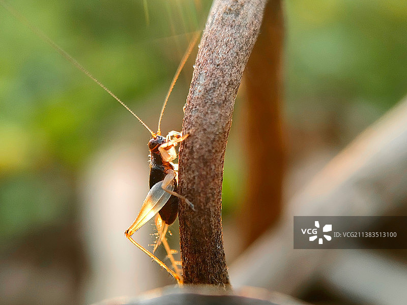 暖阳下图片素材