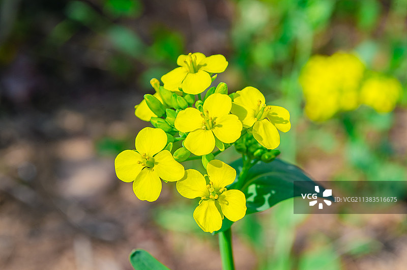 中国野生植物和野外植物拍摄主题，春天的田地里生长出一片黄色的油菜花全景图，户外无人图像摄影图片素材
