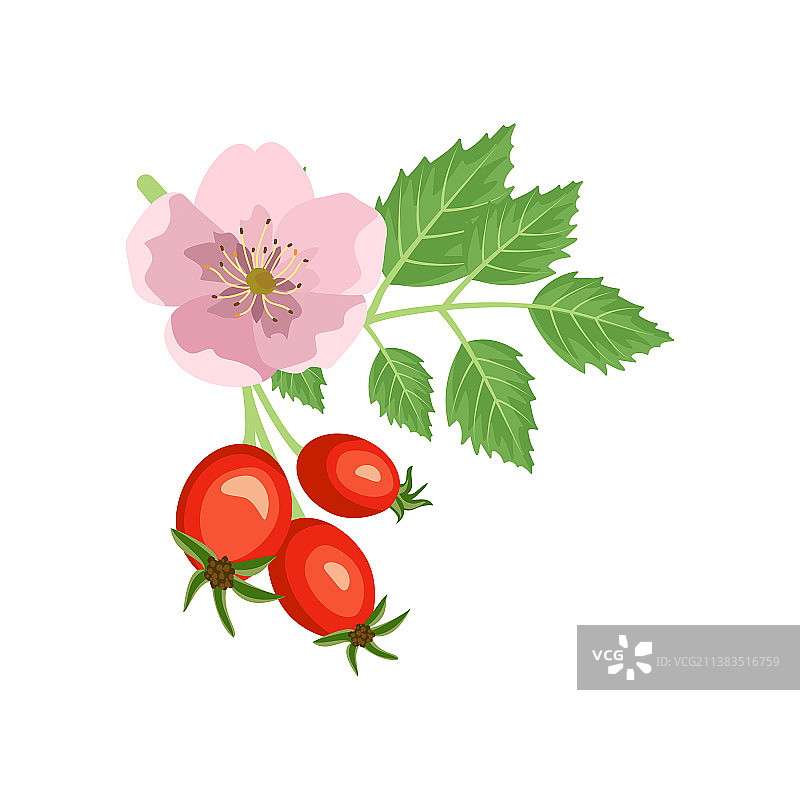 玫瑰花和浆果的蔷薇果枝图片素材