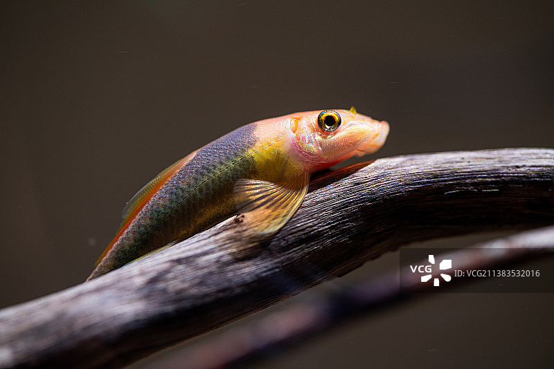 一条彩色热带观赏鱼图片素材
