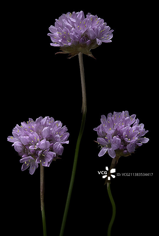 海石竹图片素材