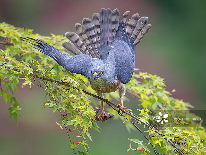 赤腹鹰图片素材