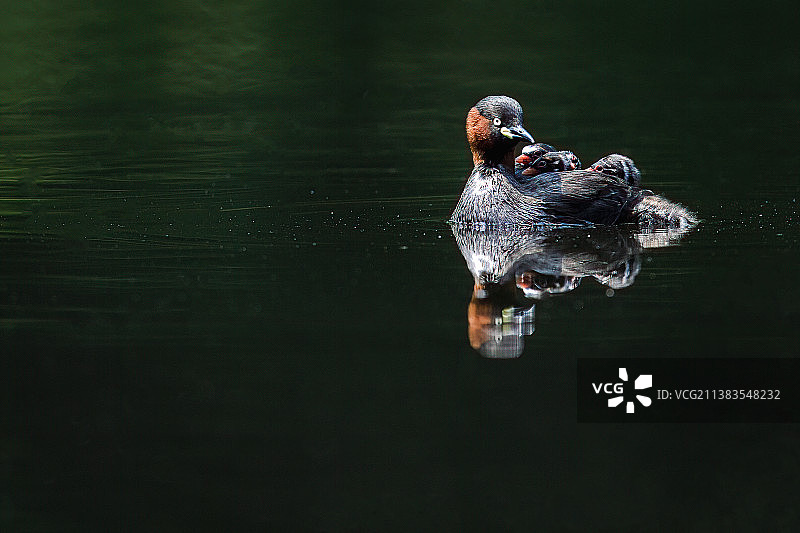 妈妈背着孩子•小䴙䴘图片素材