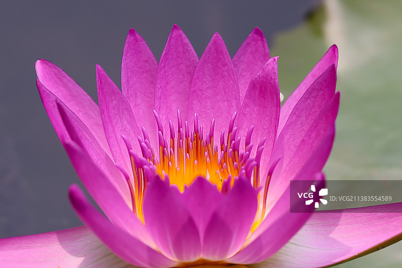 莲花特写图片素材