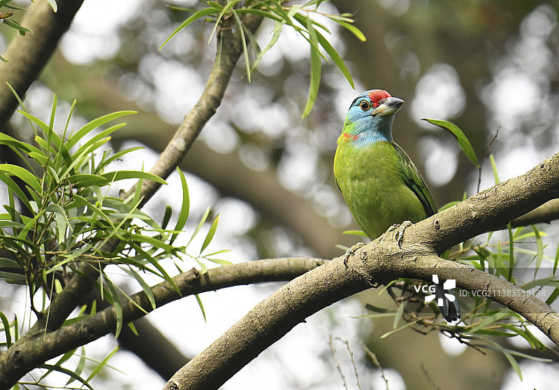 啄木鸟图片素材