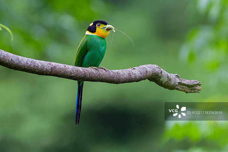 长尾阔嘴鸟图片素材