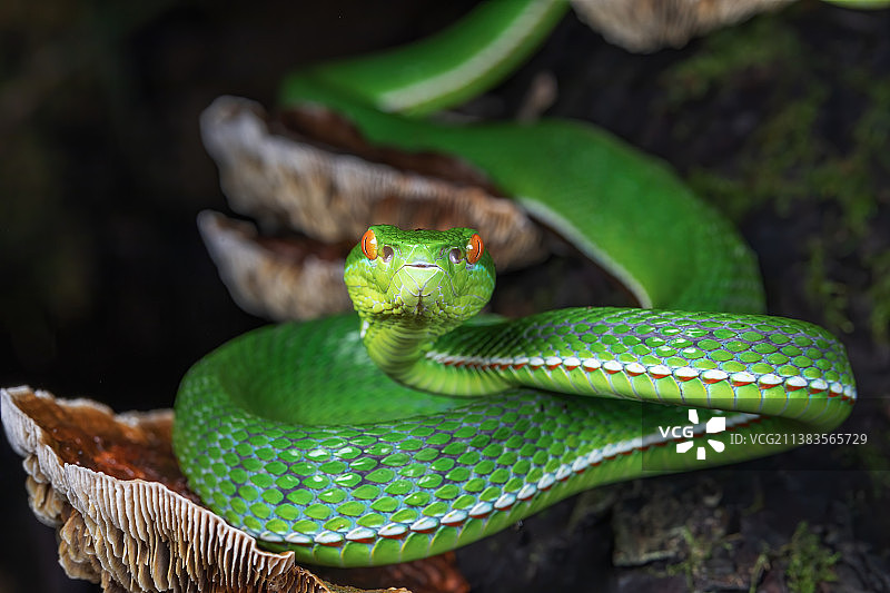 竹叶青图片素材