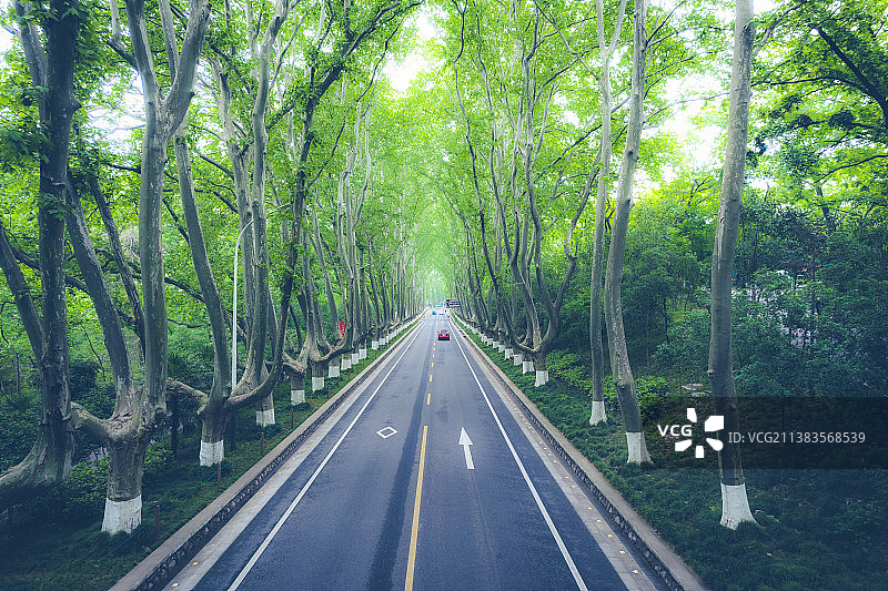 南京钟山灵谷寺路梧桐大道图片素材